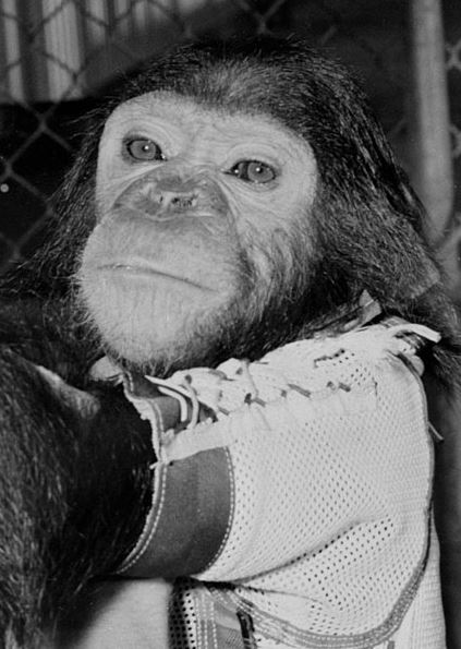 Enos the chimpanzee