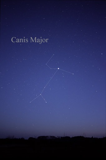 The Canis Major Constellation