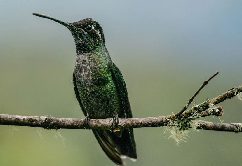 hummingbird perched on a branch