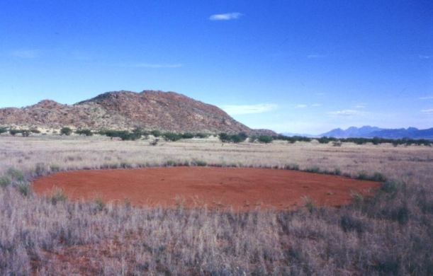 A single fairy circle surrounded by grasses