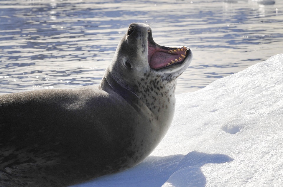 seal with black spots opening its mouth, white snow, body of water behind the seal