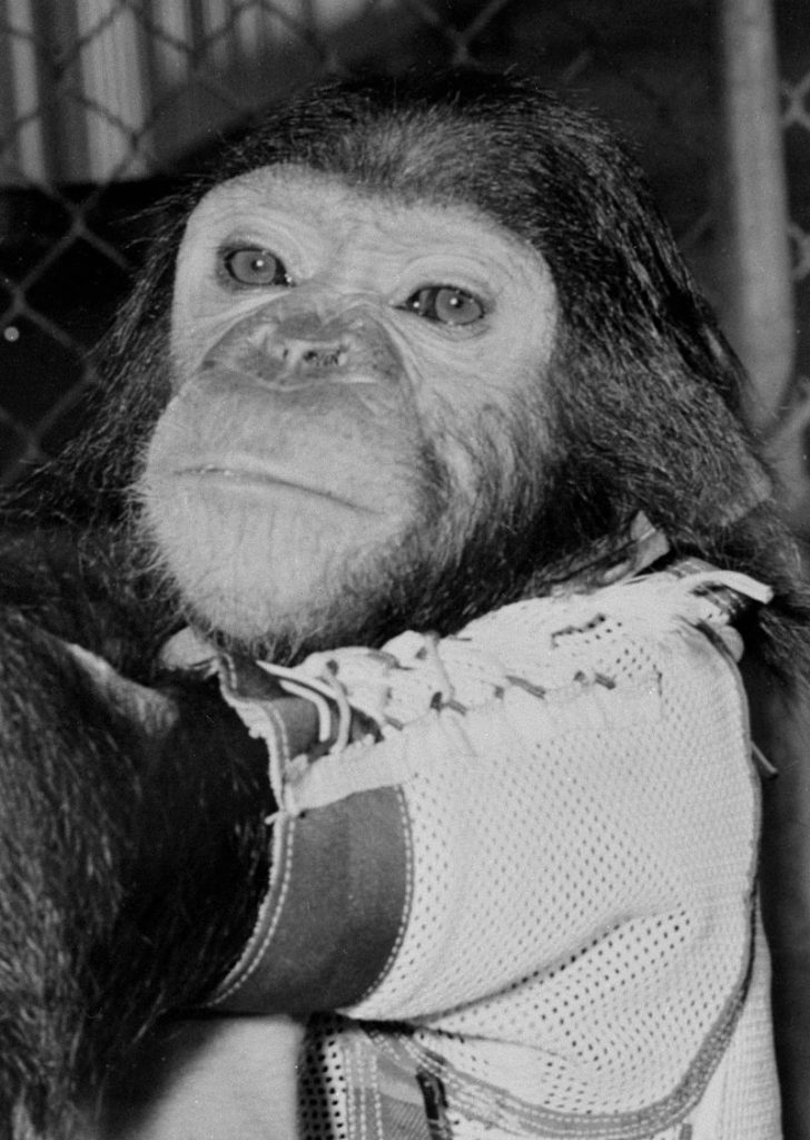 Enos, a chimpanzee that orbit the Earth
