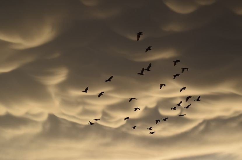 Mammatus clouds, migratory birds