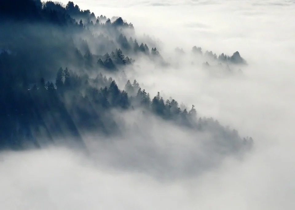 numerous pine trees, fog covering the pine trees
