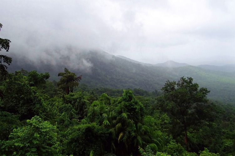 green trees and mountains, clouds covering the peak of the mountain