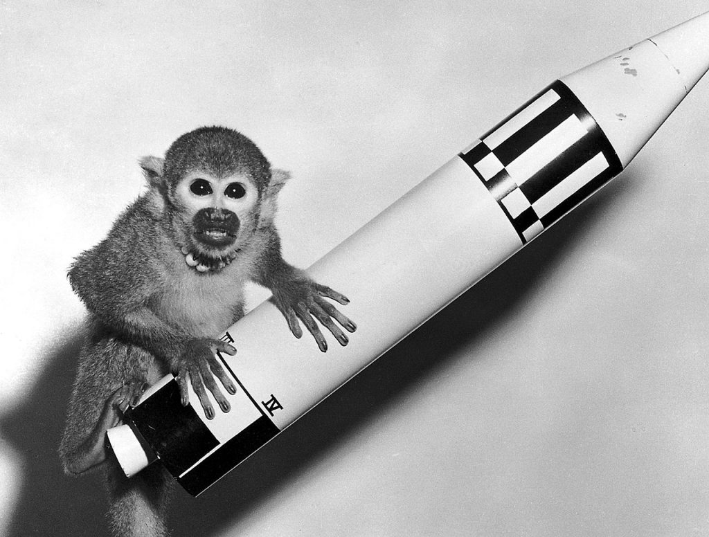 Space pioneer Miss Baker, a squirrel monkey, rode a Jupiter IRBM into space in 1959