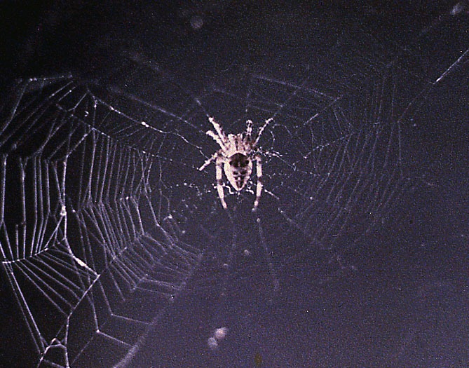 a spider and its web, the first spider web built in space