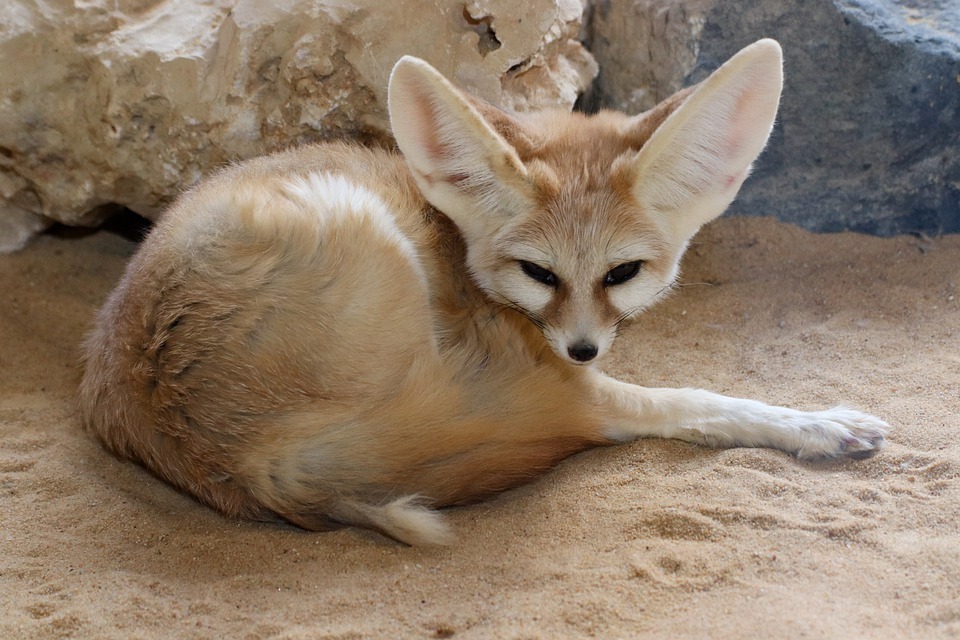 a fennec fox on a white sand, and rock formations at the back