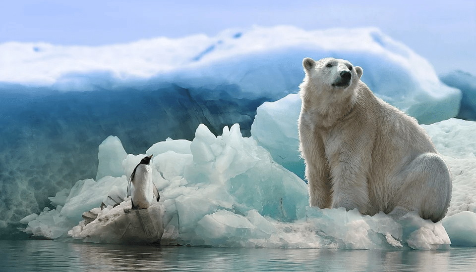 dirty white polar bear, small penguin sitting beside the polar bear, ice over the water