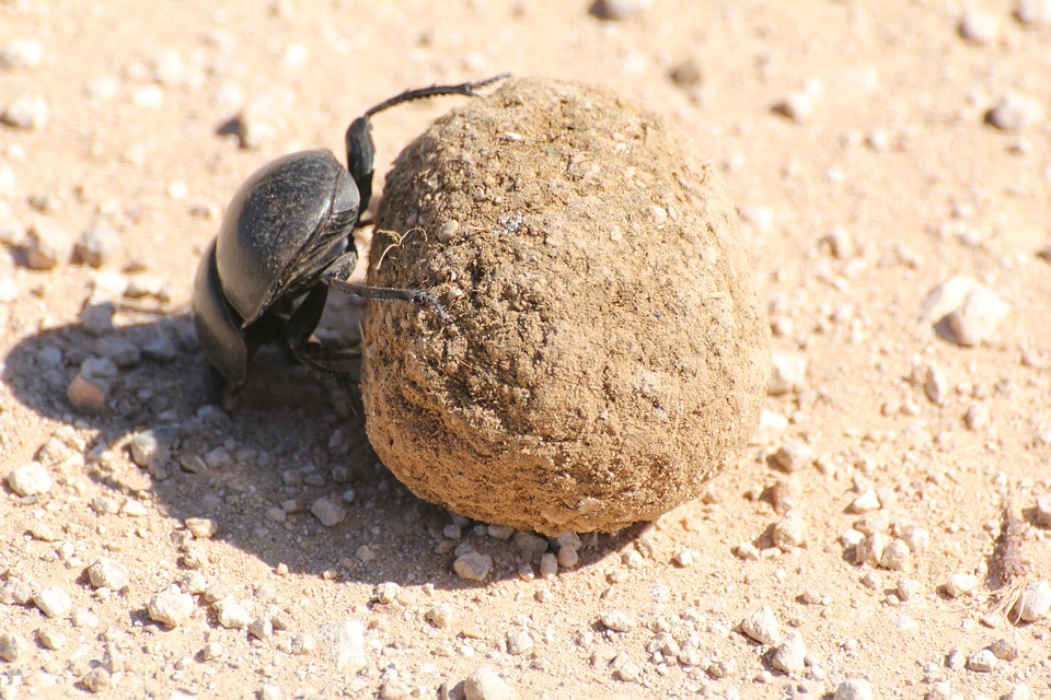 dung beetle rolling dung, small rocks and pebbles on desert sand