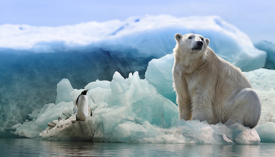 a polar bear and a penguin on the ice bergs