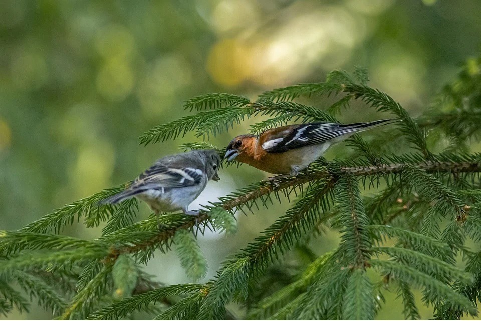 two small birds on a tree branch