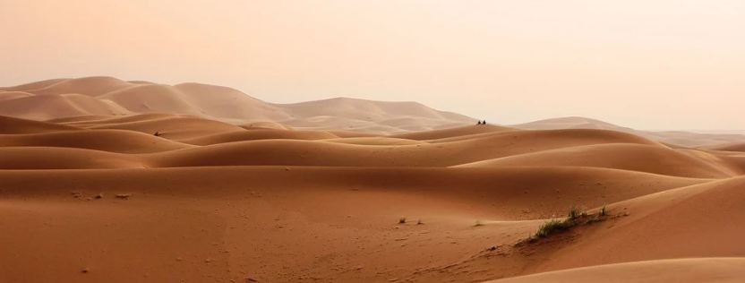 desert, sand dunes, and plants